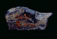 藏品(鹿角)的圖片